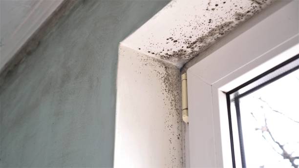 Professional Mold Removal in De Motte, IN